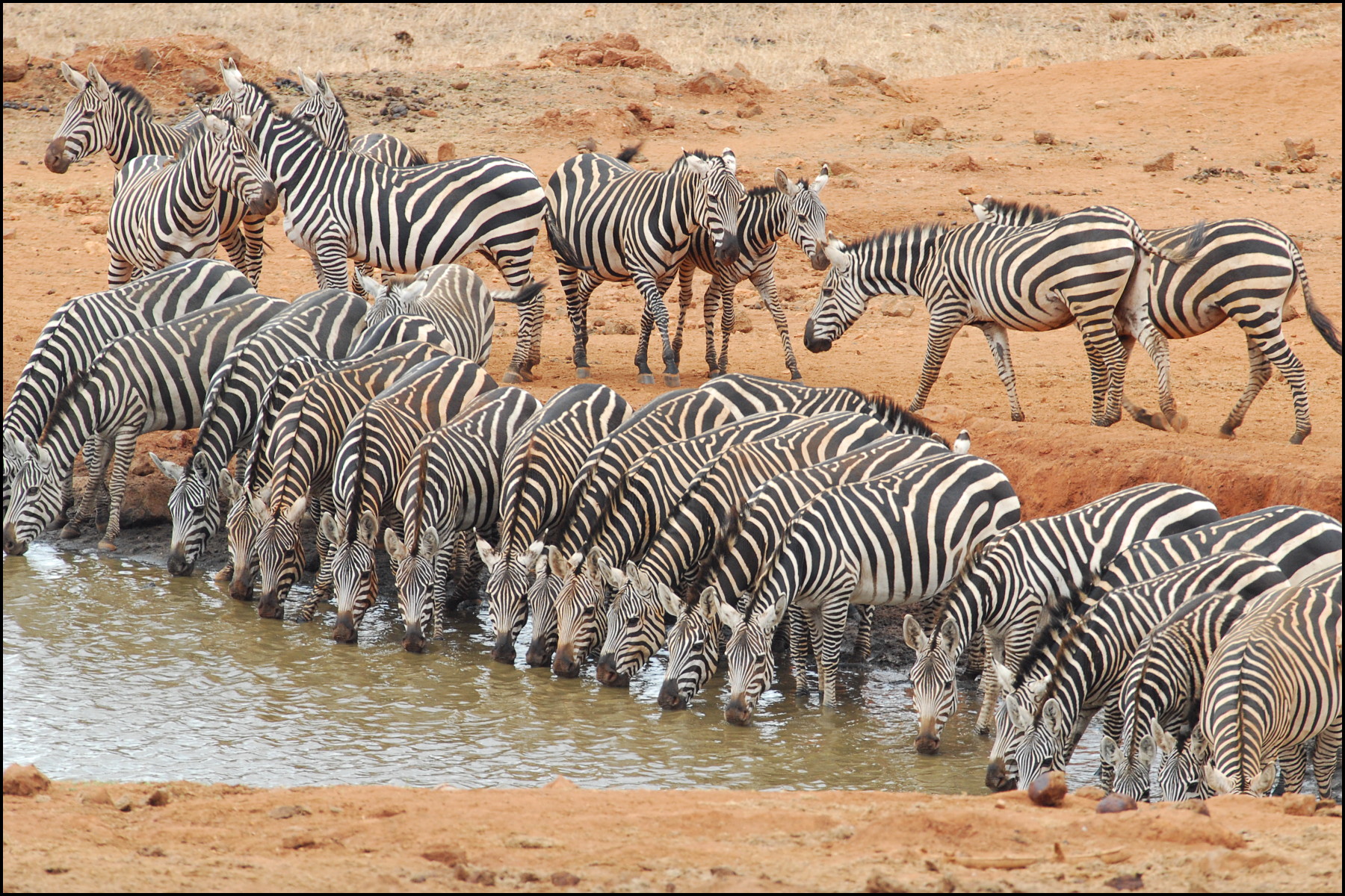 6114-zebra