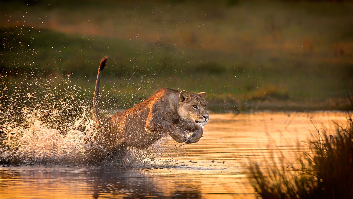 Botswana-safari