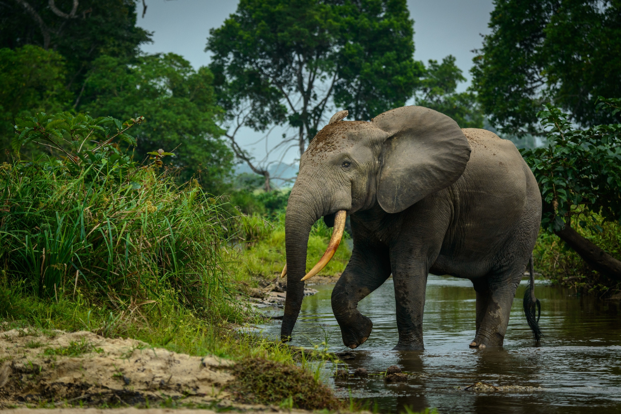 Congo-Gallery-2