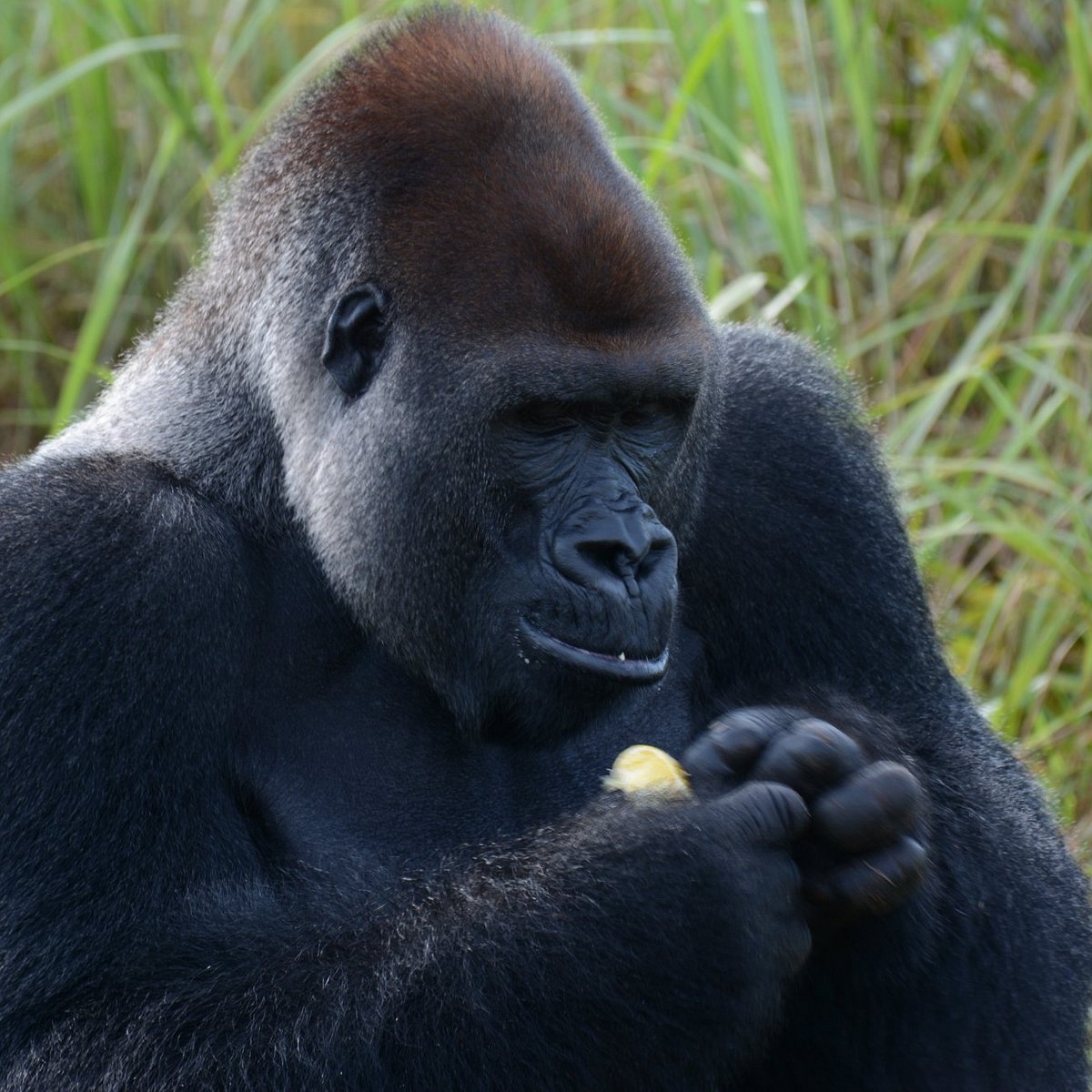 Congo-Gallery-4