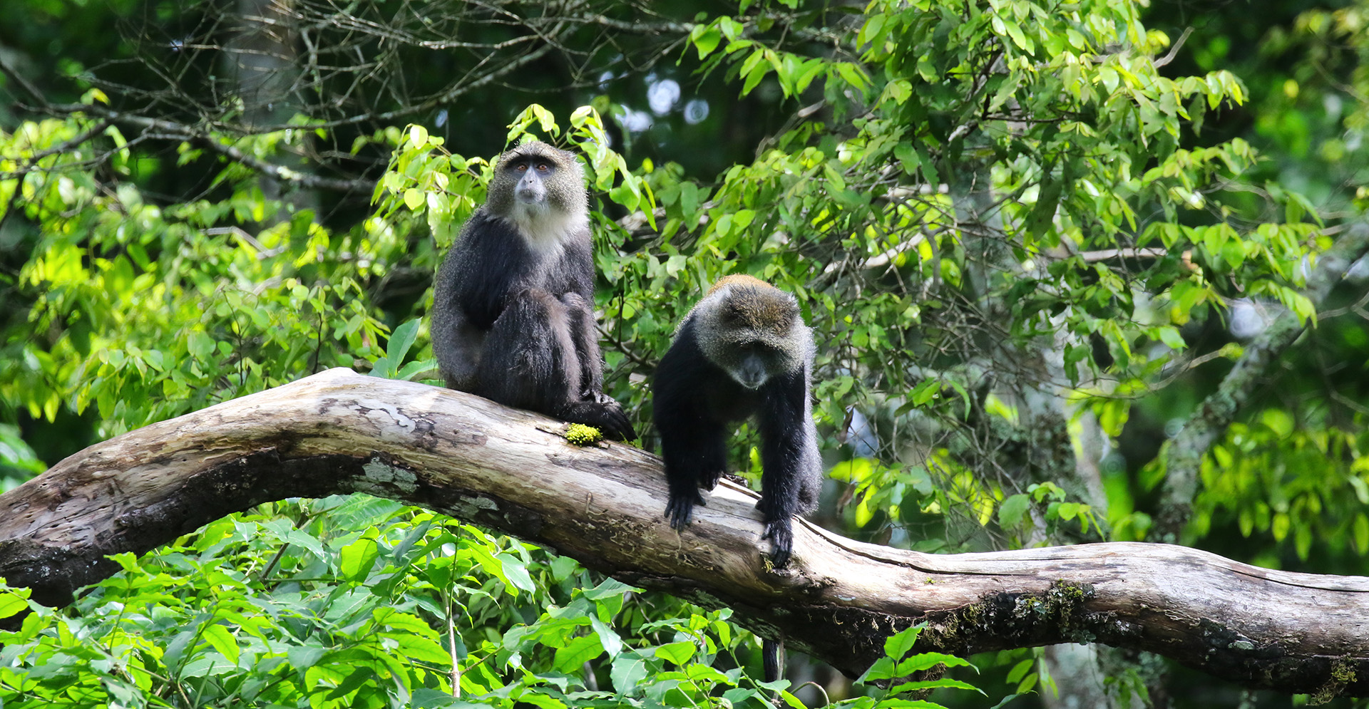 Congo-Gallery-6