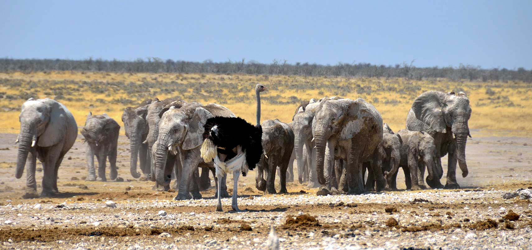 Desert-elephants-Namibia (1)