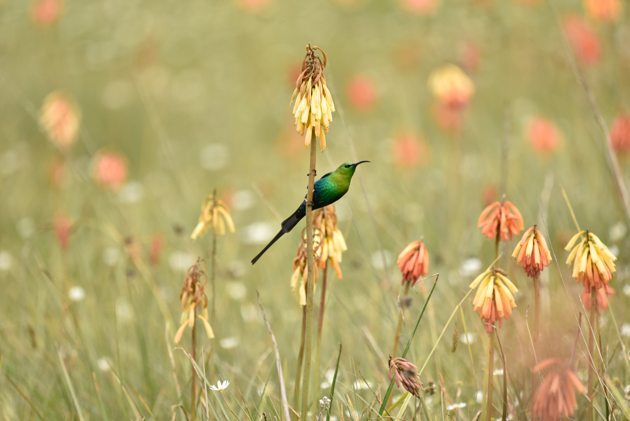Etiopia-Gallery-2