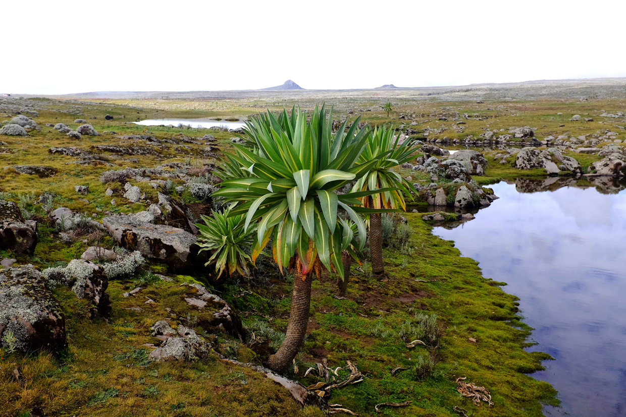 Etiopia-Gallery-3