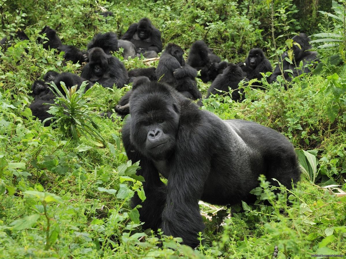 GORILLAS-MOUNTAIN