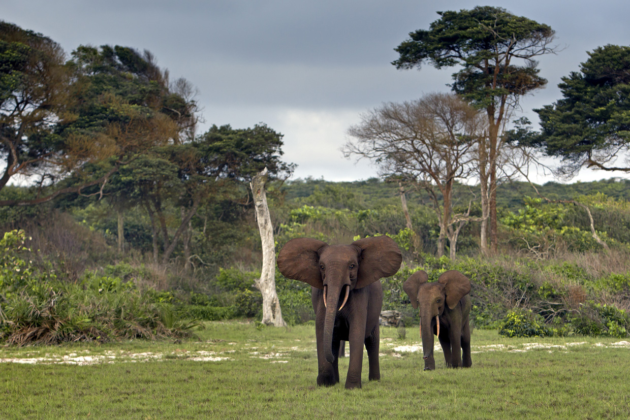 Gabon-Gallery-1