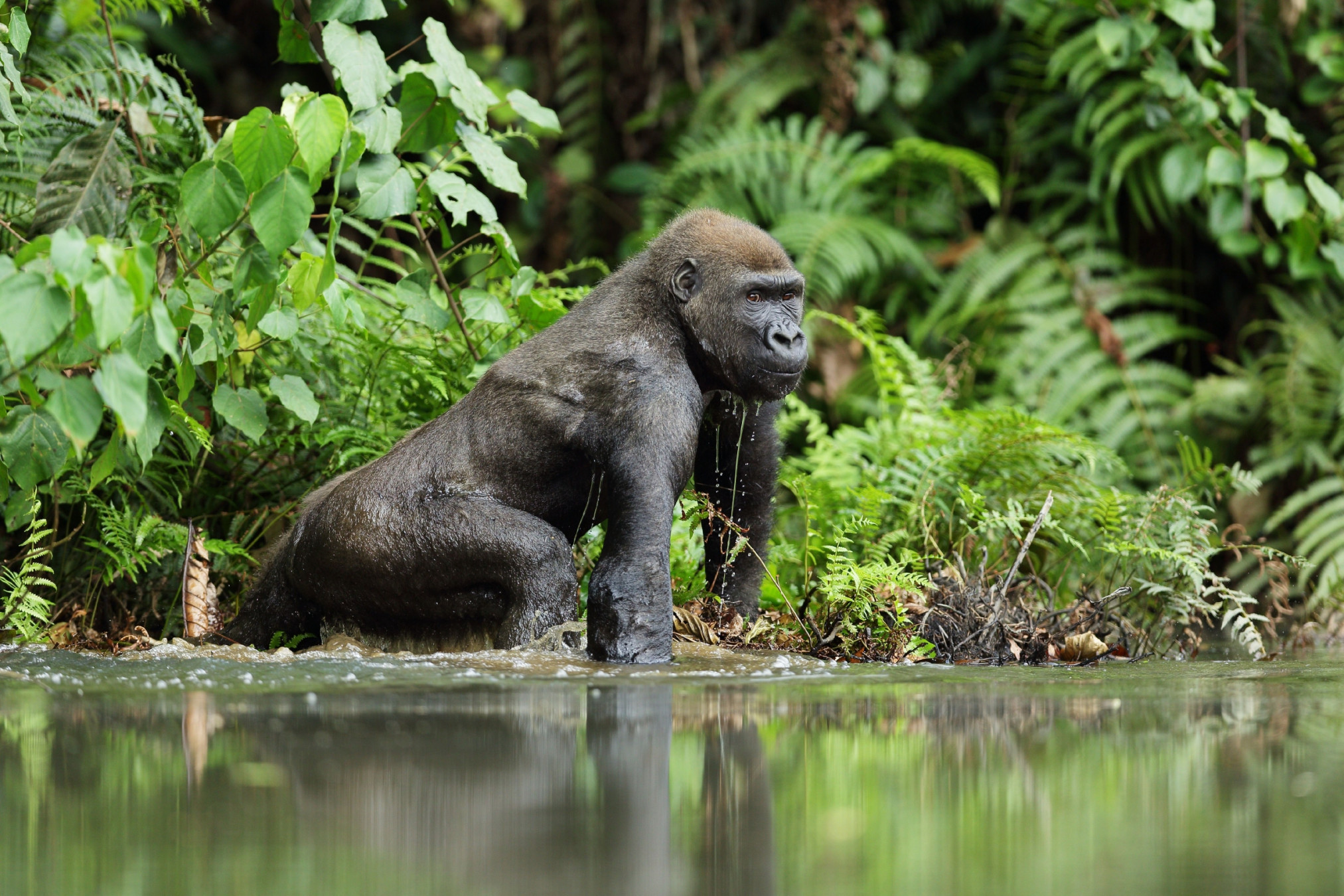 Gabon-Gallery-6