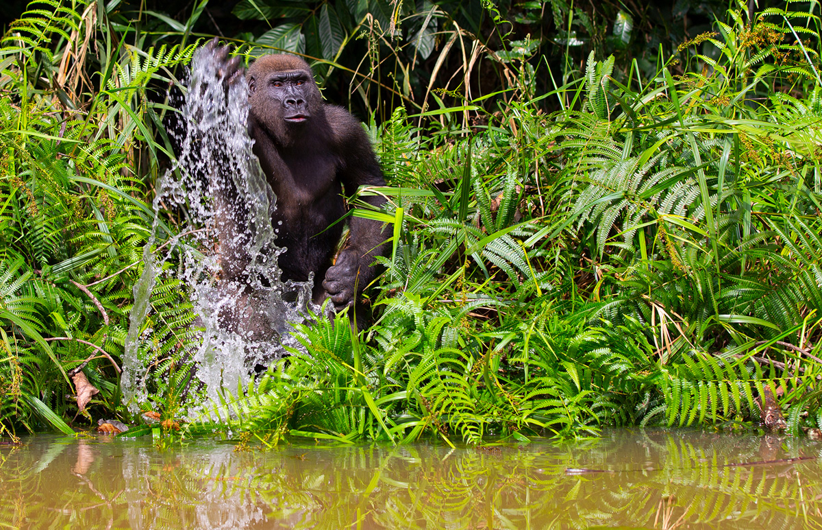 Gabon-animali