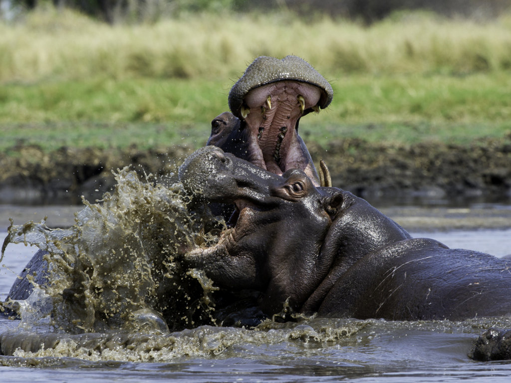 Hippo tussle