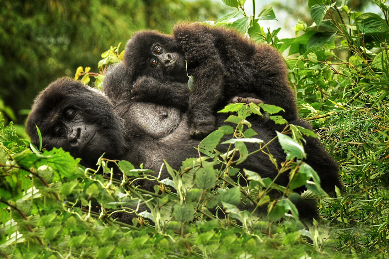 Gorilla-4