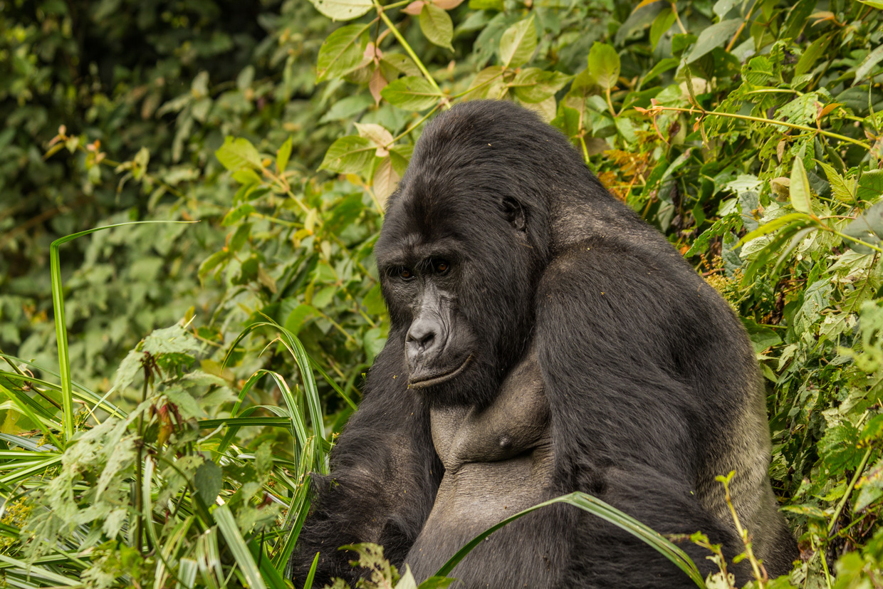 Gorilla-5