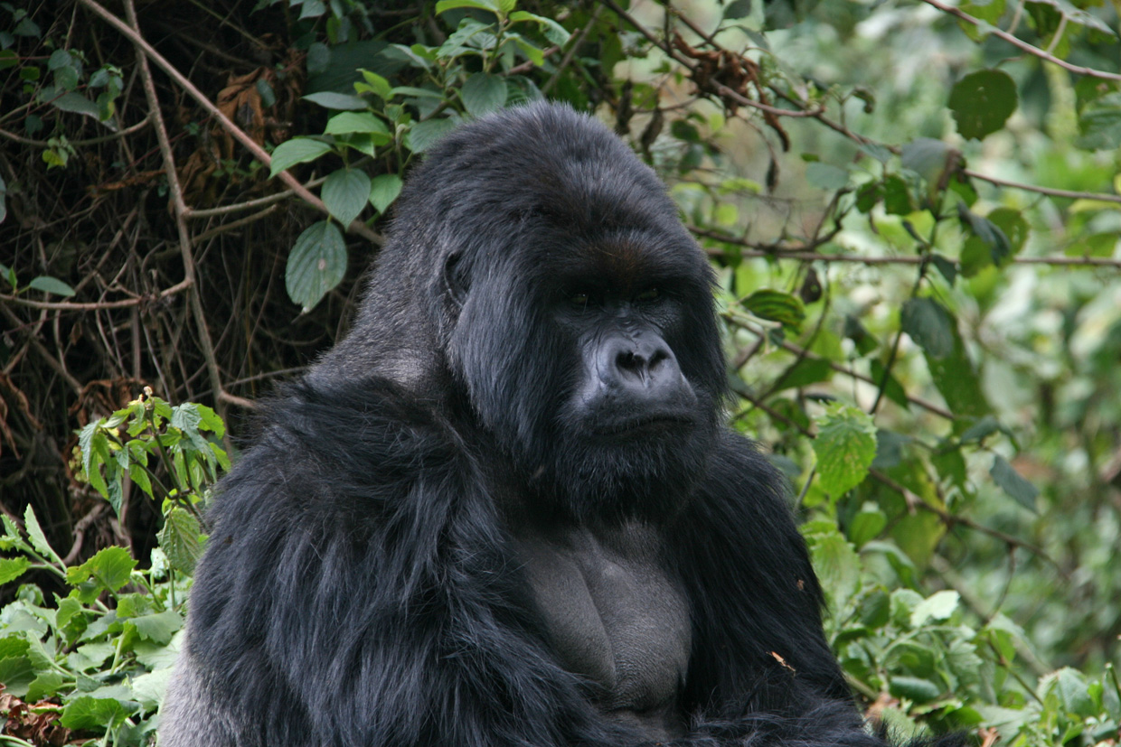 Gorillas-3