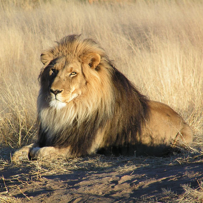 Lion_waiting_in_Namibia
