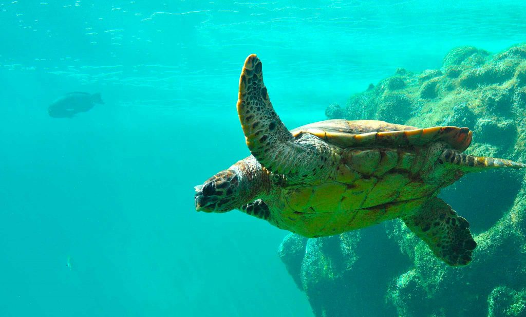 Madagascar-Gallery-5