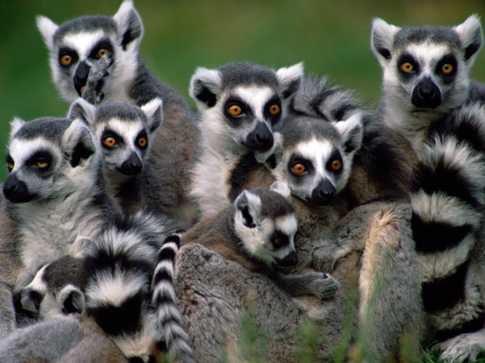 Madagascar-gallery-1