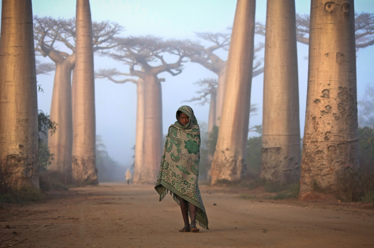 Avenue du Baobab