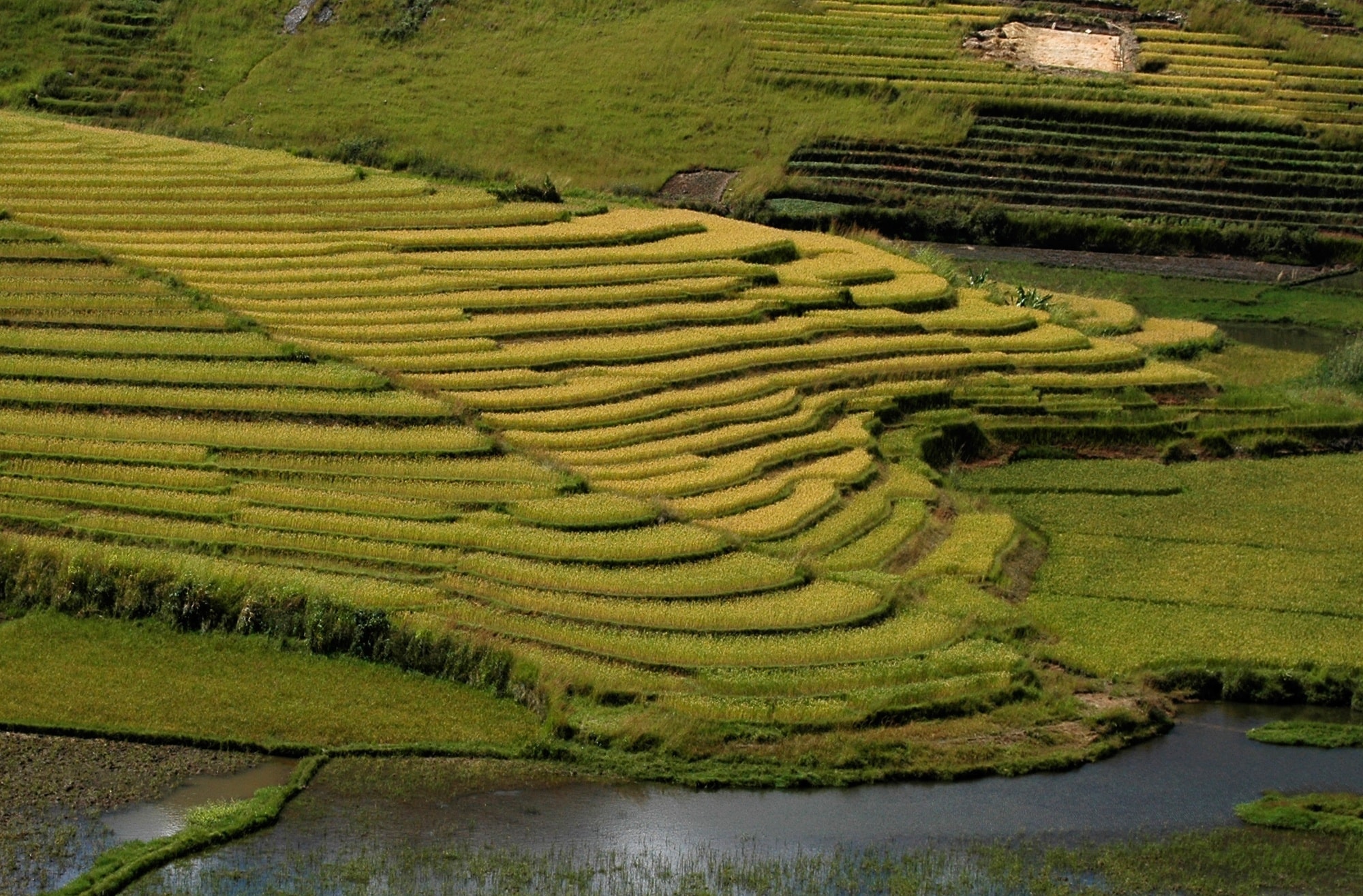 Madagascar-verde
