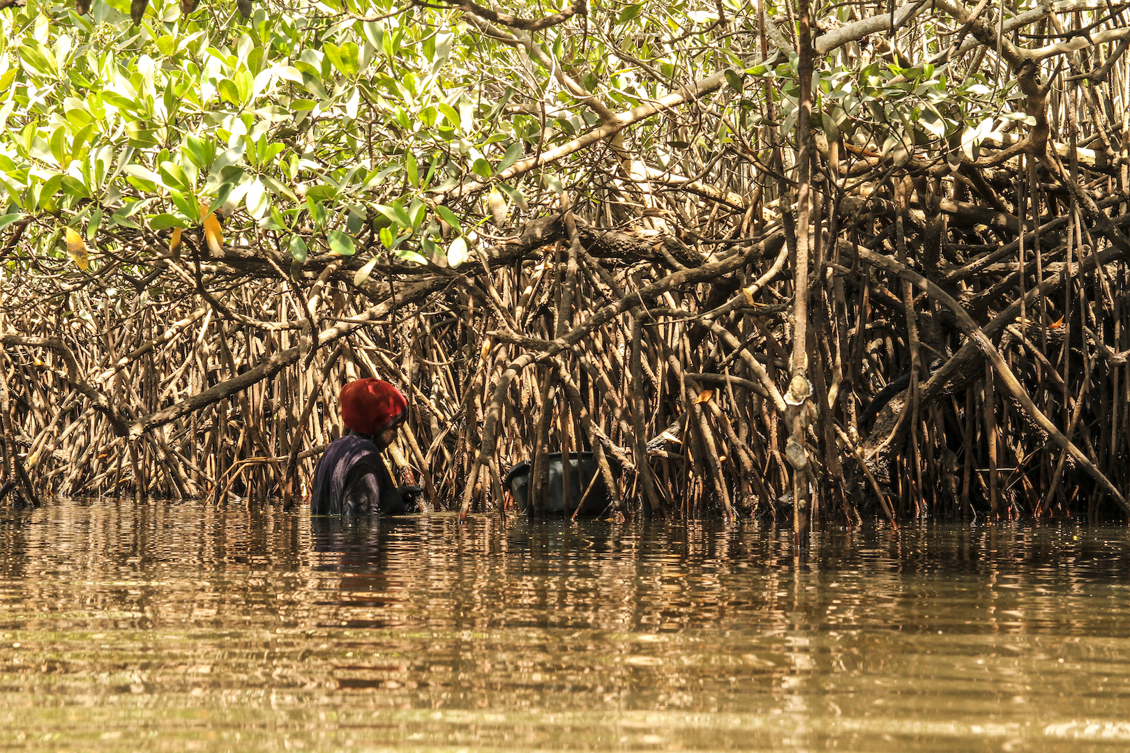 Senegal-mangrovie