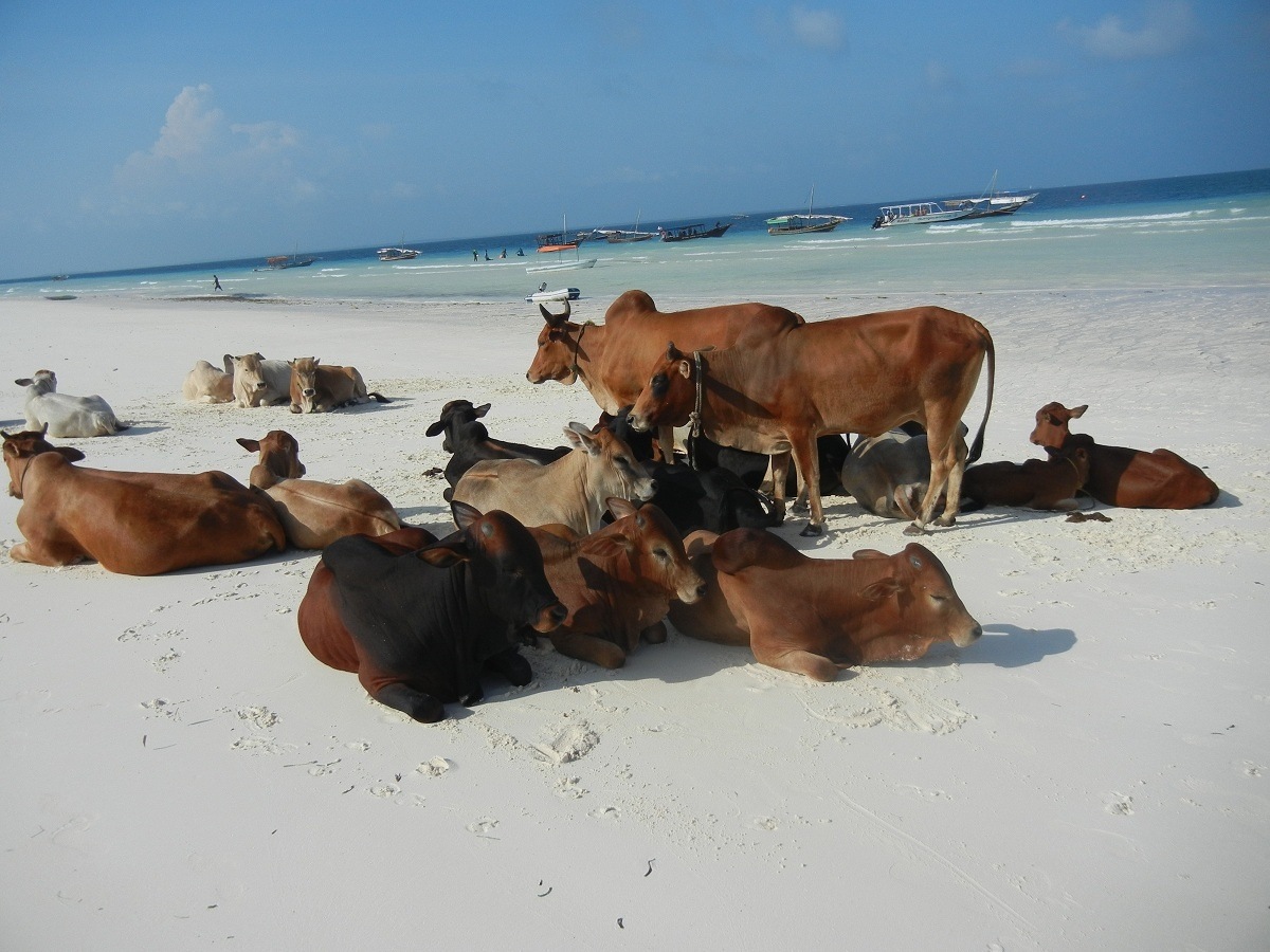 Tanzania-Nord-gallery-3