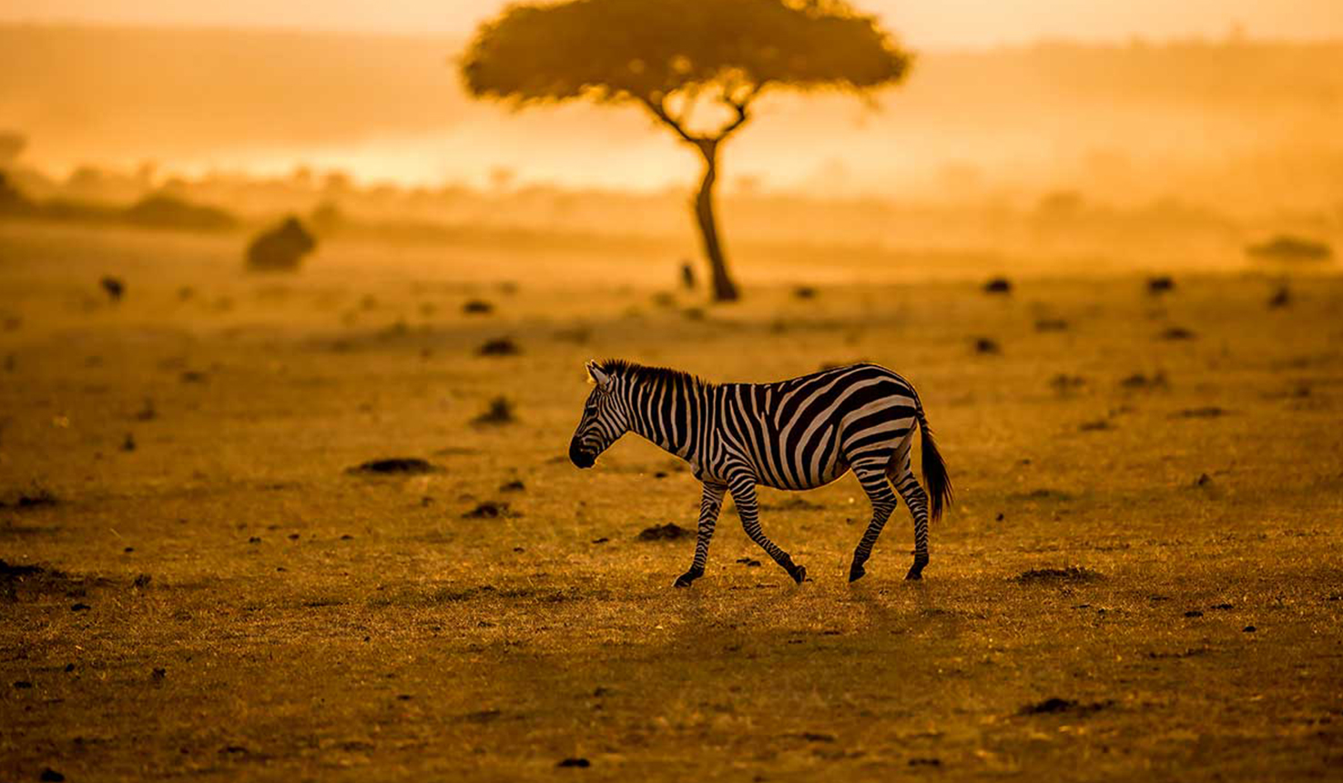 Tanzania-Safaris