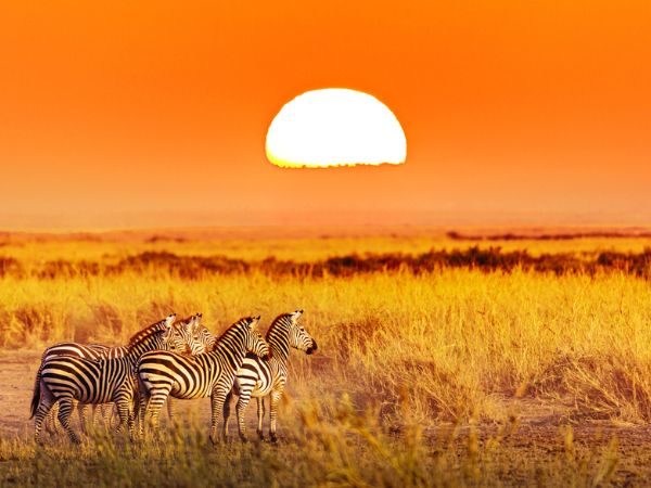 Gruppo zebrato con incredibile tramonto nella savana africana
