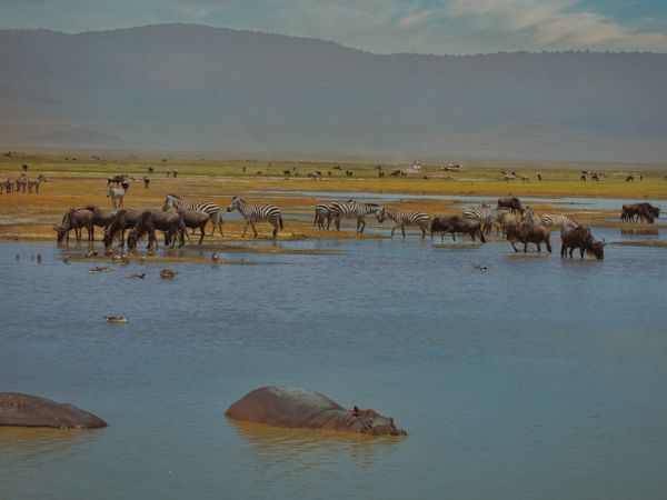 Zebre e gnu che bevono acqua