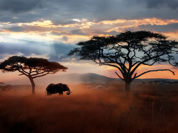 elefante al tramonto nel Parco Nazionale del Tarangire
