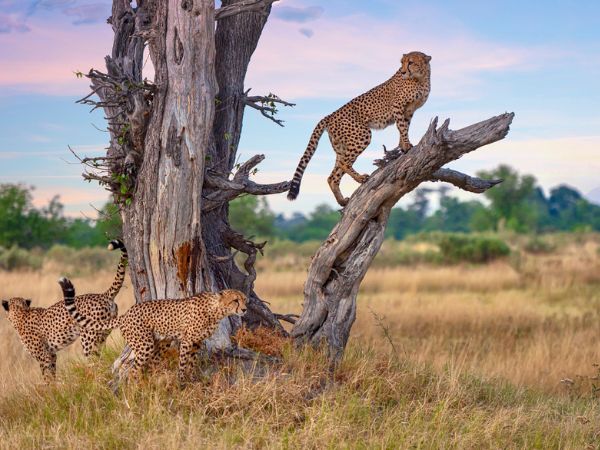 Tre ghepardi maschi in Botswana