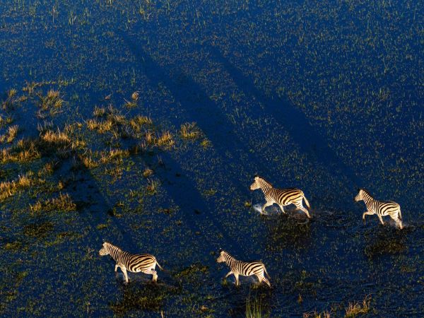 Zebre nel Delta del Okavango