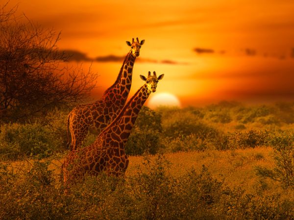 Giraffe e tramonto in Kenya