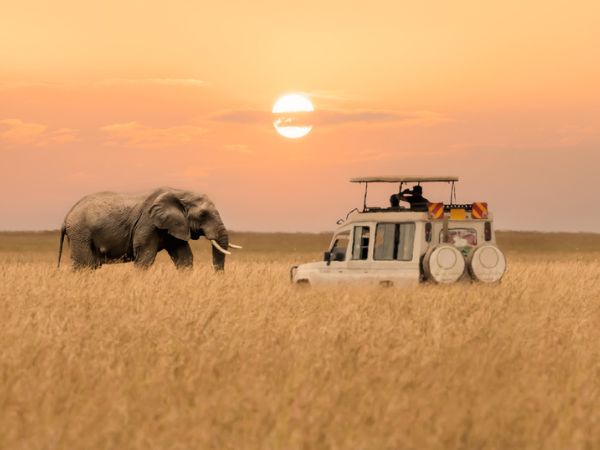 Elefante africano che cammina con l'auto turistica fermarsi a guardare durante il tramonto al Masai Mara National Reserve Kenya.