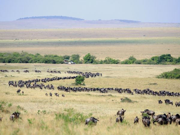 grande migrazione di Gnu in Kenya