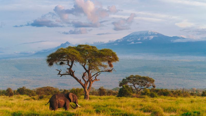 Kenya per il trade: safari & beach per TO e agenzie