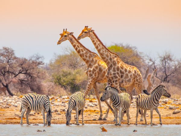Giraffe e zebras a specchio d'acqua