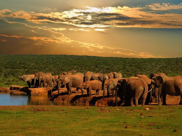 Addo Elephant Park