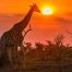 Sudafrica per famiglie