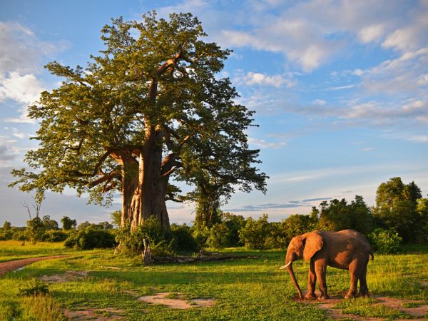 Walking safari Zambia