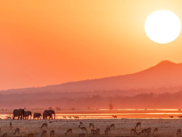 Elefanti africani vicino al fiume Zambesi al tramonto