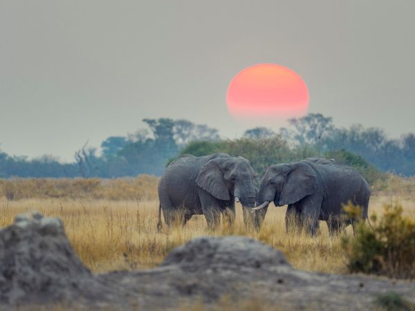 delta dell’Okavango