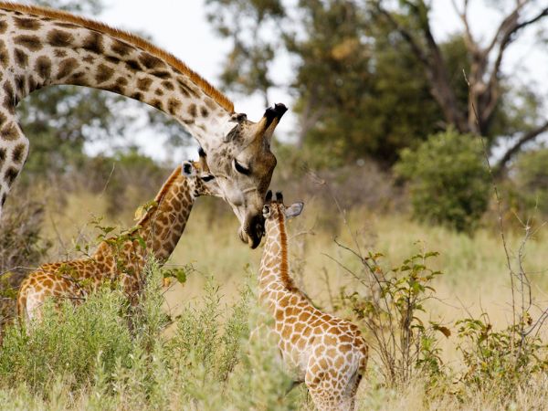 Giraffa madre e le sue due mucche