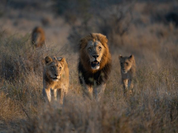 Walking safari
