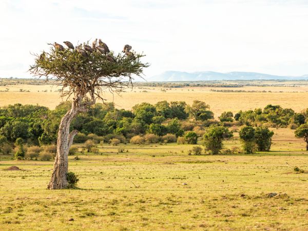 Mara Conservancy