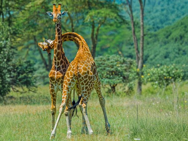 Laikipia
