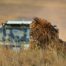 Case study Safaris & Travel