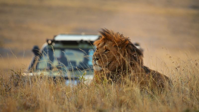 Case study Safaris & Travel