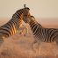 Guida sicurezza e risk management per il trade sull’Africa