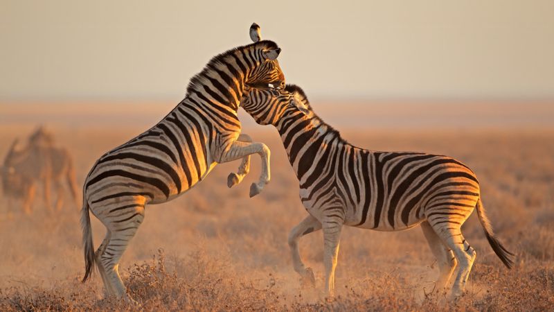 Guida sicurezza e risk management per il trade sull’Africa