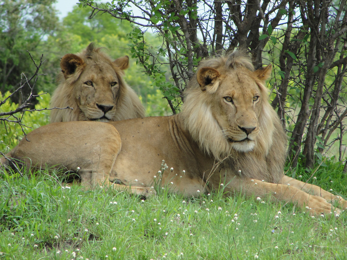 Zambia-Gallery-2 (2)