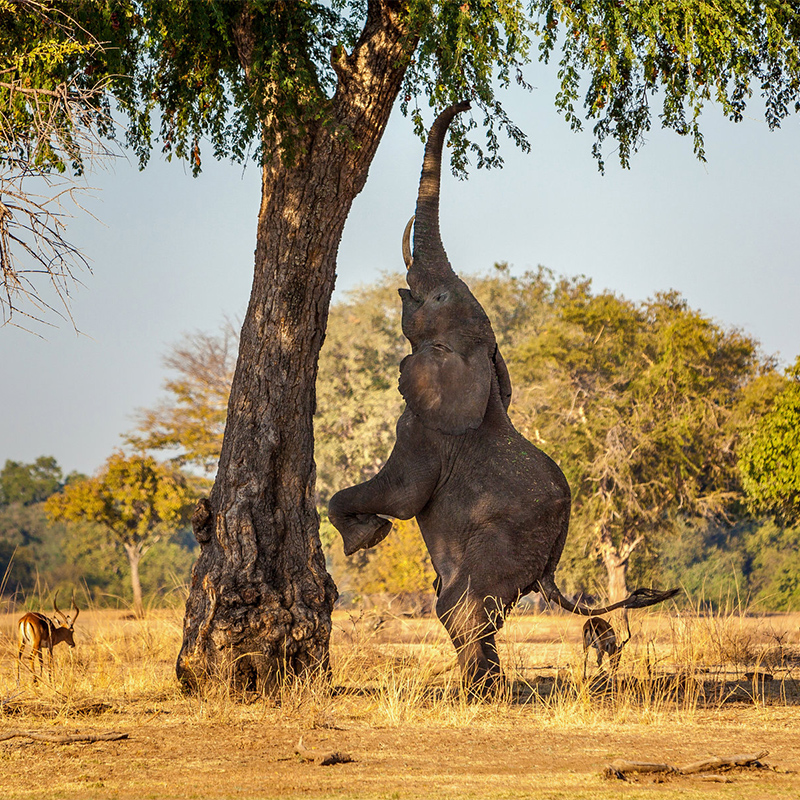 Zambia-Gallery-4-1