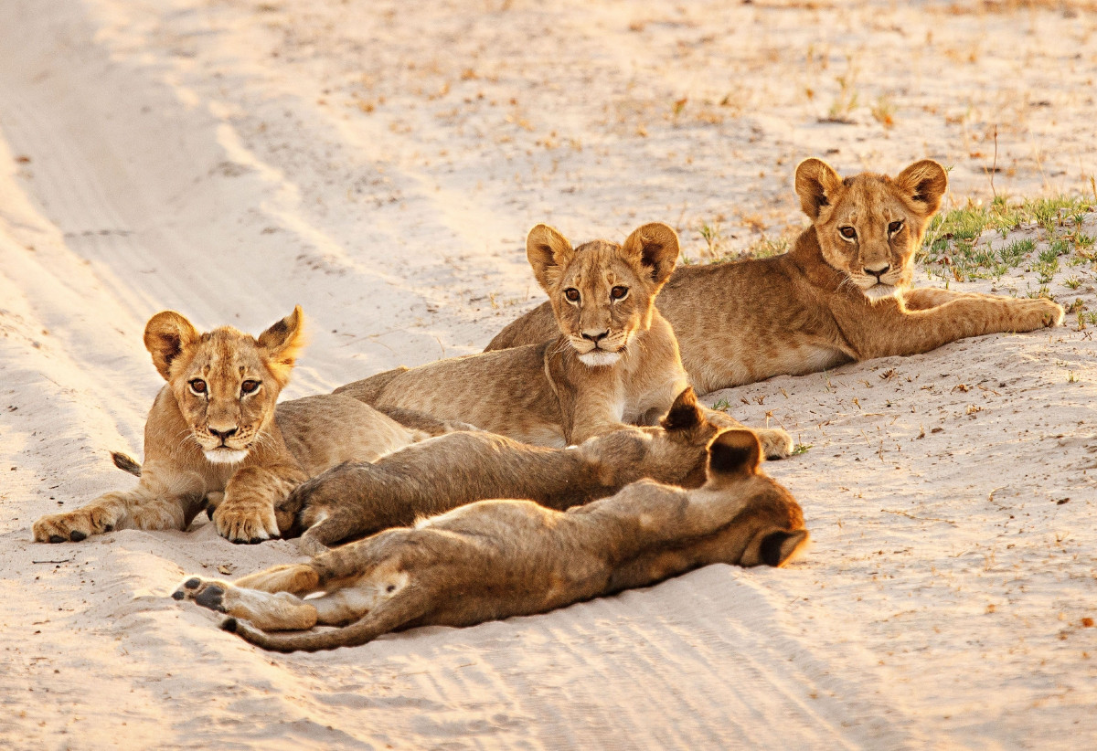 Zimbabwe-Gallery-2 (1)